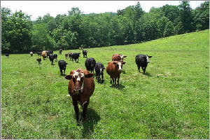 vacas-en-el-prado-1.jpg